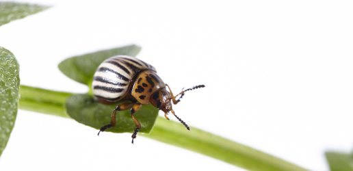 Colorado beetle