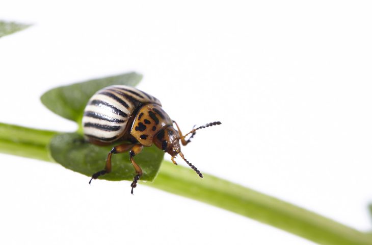 Colorado beetle