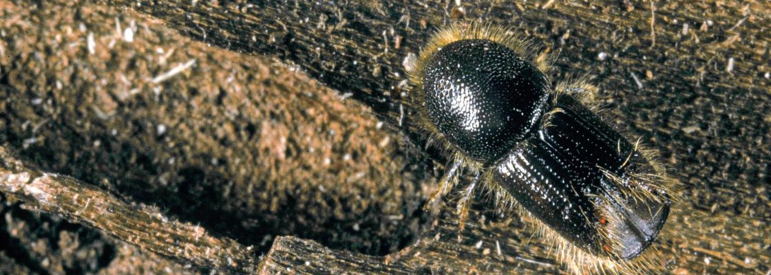 An image of Ips typographus on a piece of bark.