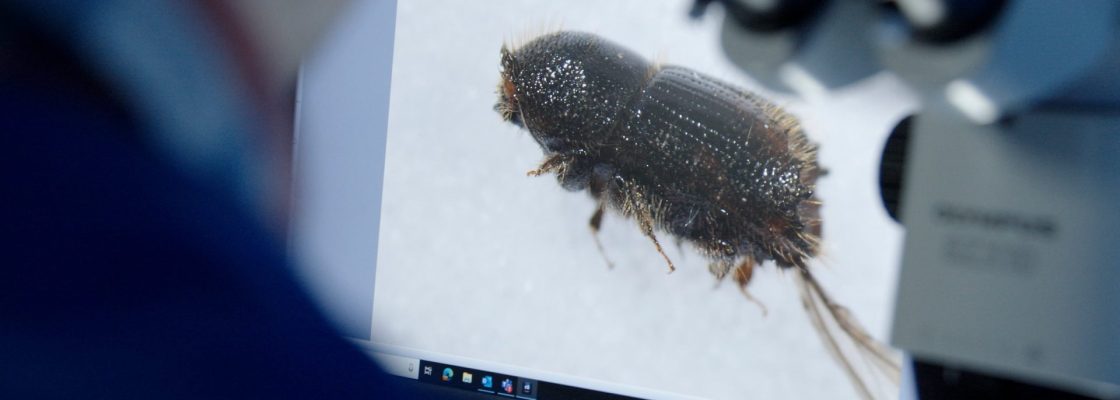 A scientist views Ips typographus on a screen, the image is zoomed in through a microscope.