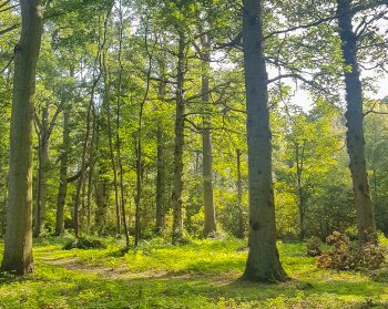Oak trees in a sunny locations with lush green grass beneath.