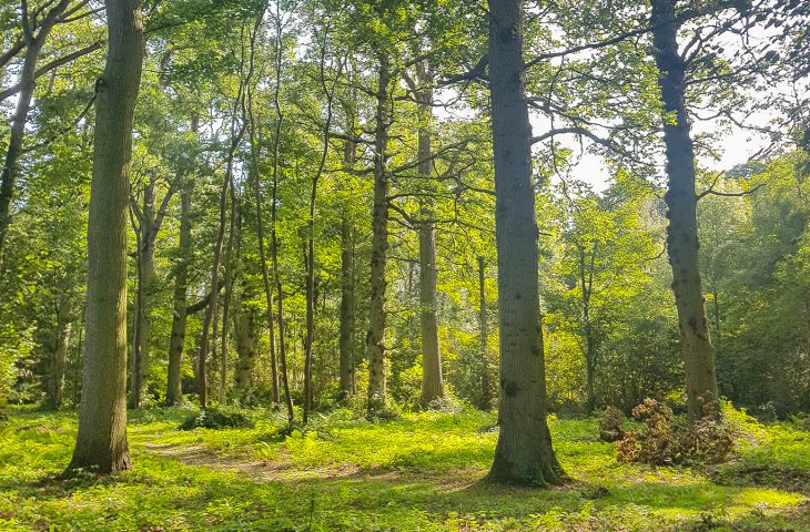 Oak trees in a sunny locations with lush green grass beneath.