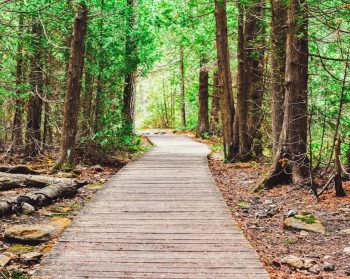 A raised wooden path through a forest with green leaves on either side.