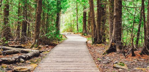 A raised wooden path through a forest with green leaves on either side.