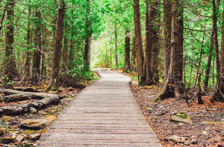 A raised wooden path through a forest with green leaves on either side.
