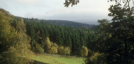 View over woodland