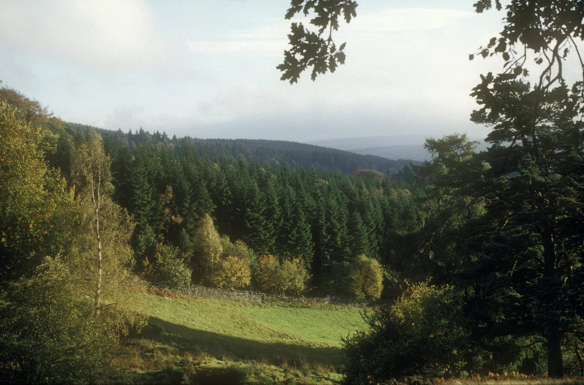 View over woodland