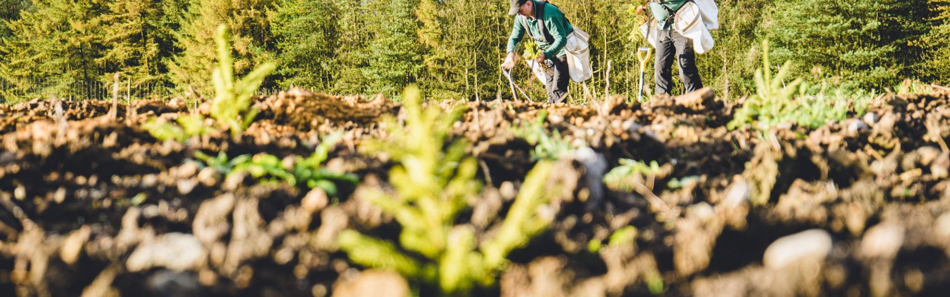 Two workers plant trees in an open area with a woodland in the background.