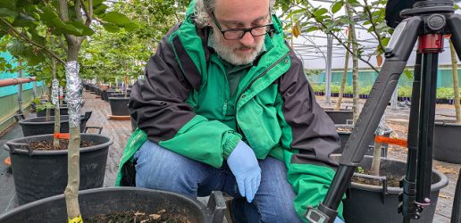 George Xenakis inspects information on a tablet device while crouching amongst young trees in pots.