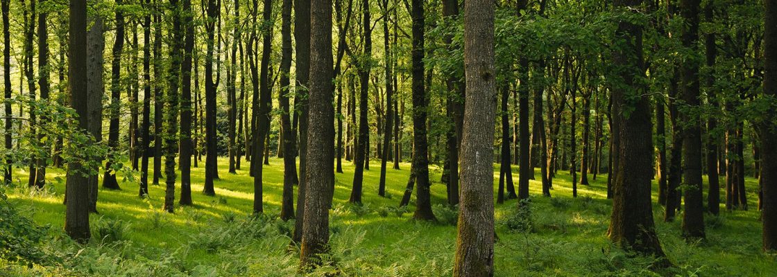 A view inside a stand of semi-mature oak trees which has a sunlit understorey containing numerous ferns.