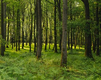 Woodland