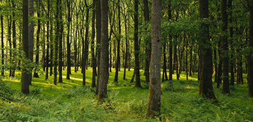 Woodland