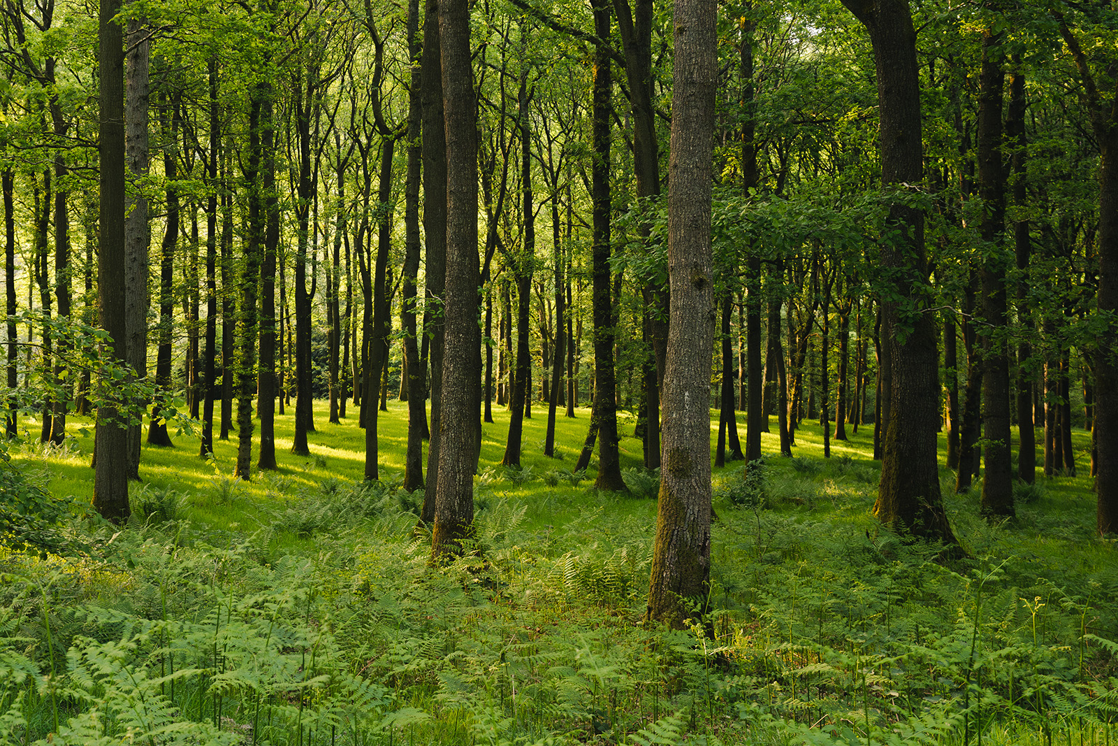 Woodland