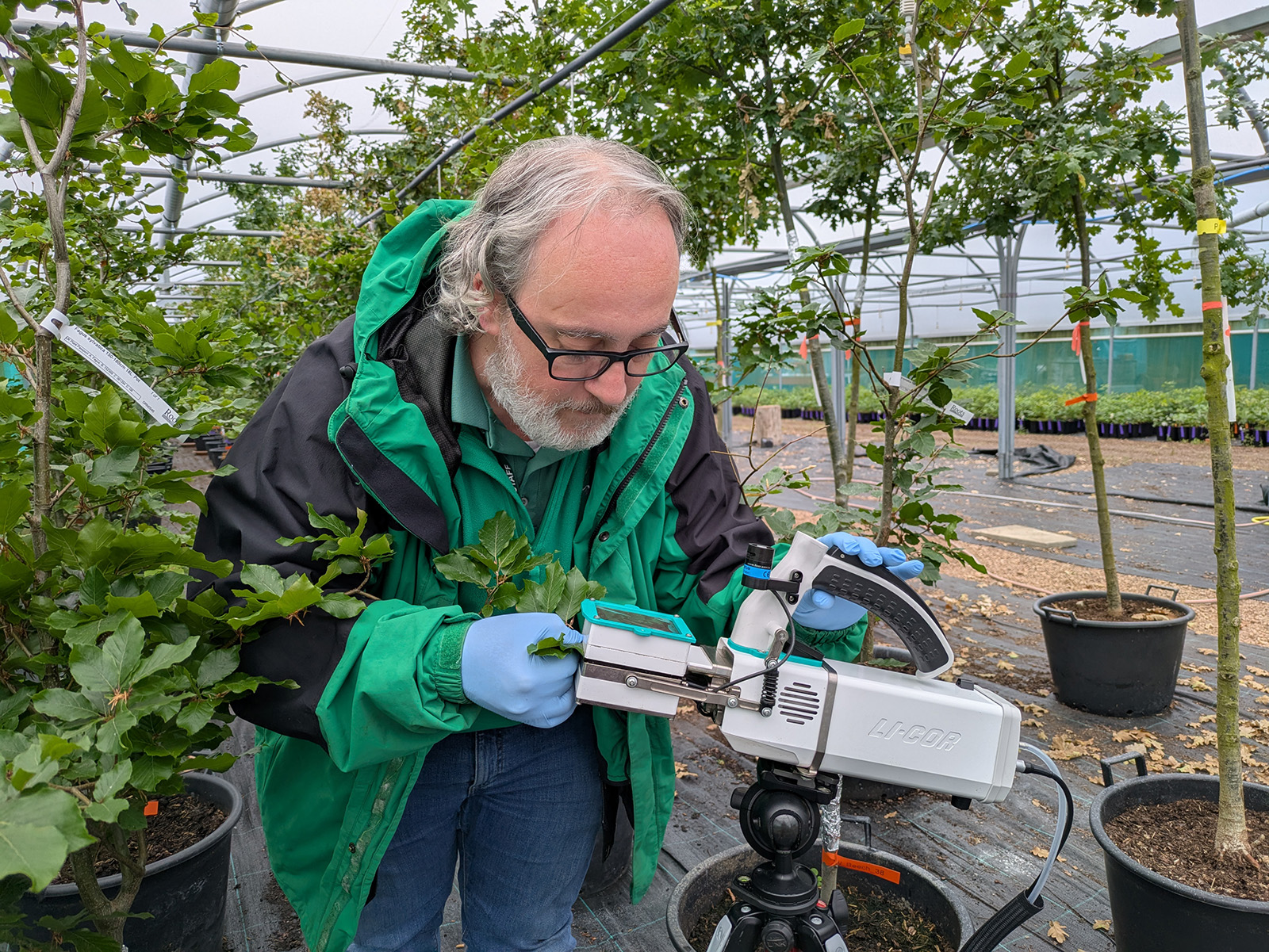 George Xenakis inspects information on a tablet device while crouching amongst young trees in pots. 