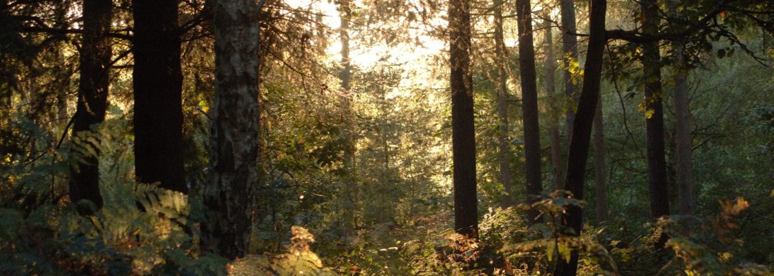 A photograph of a biodiverse woodland with sunlight streaming in between branches.