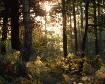 A photograph of a biodiverse woodland with sunlight streaming in between branches.