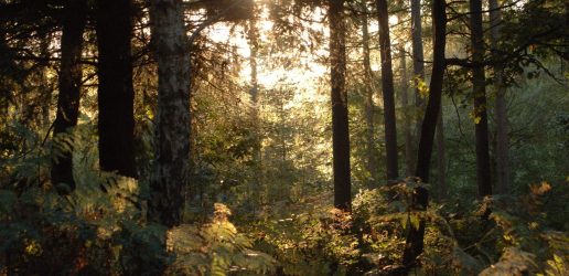 A photograph of a biodiverse woodland with sunlight streaming in between branches.
