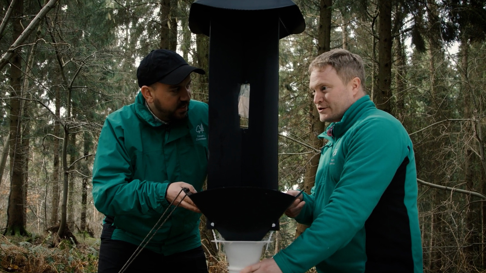 Two people setting up a pheromone trap in forest. 