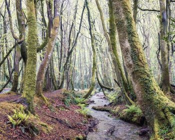 Woodland steam in Cornwall England UK