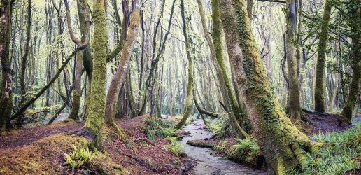 Woodland steam in Cornwall England UK