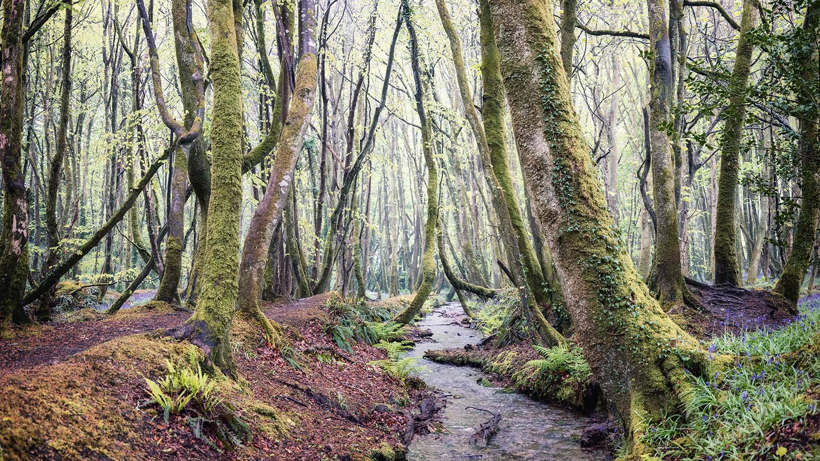 Woodland steam in Cornwall England UK