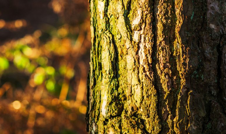 Bark of a tree in the foreground with blurry background.