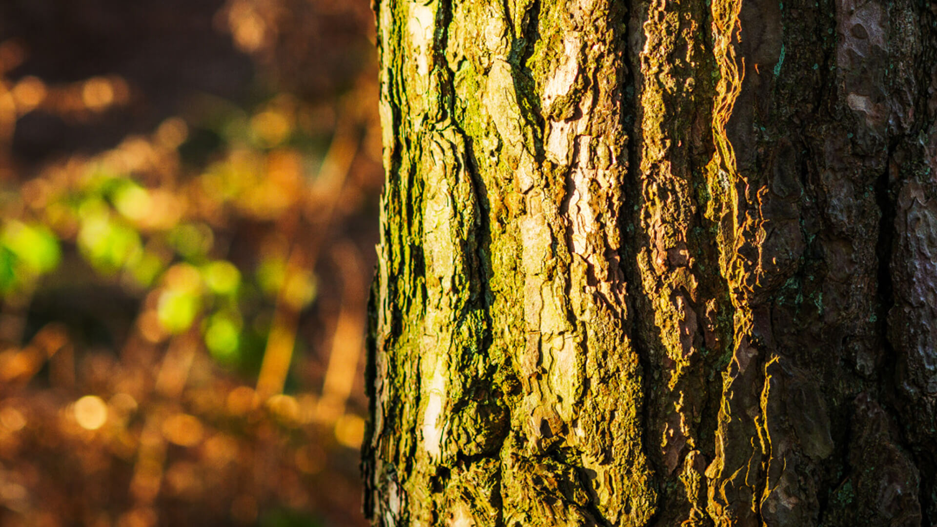 Bark of a tree in the foreground with blurry background.