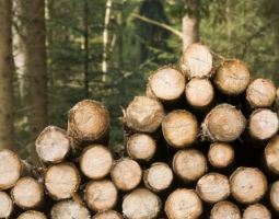 Timber Production