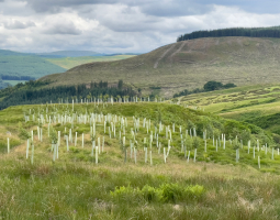 Woodland Carbon Code