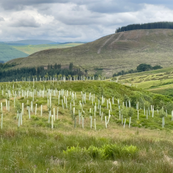 Woodland Carbon Code
