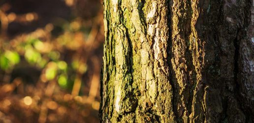 Bark of a tree in the foreground with blurry background.
