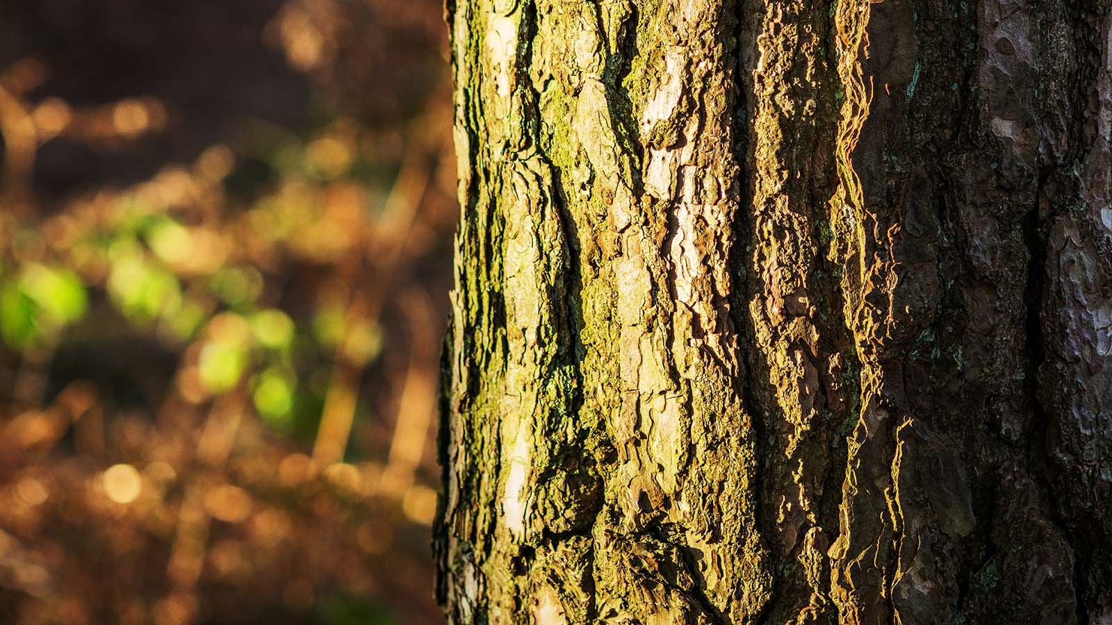Bark of a tree in the foreground with blurry background.