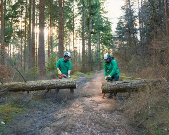 Two workers saw a log in half on a path. Sun shines through standing trees in the background.