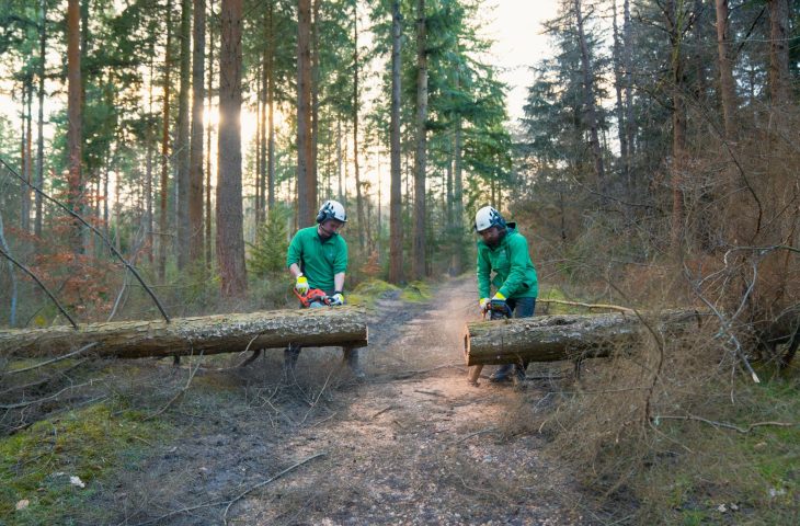 Two workers saw a log in half on a path. Sun shines through standing trees in the background.