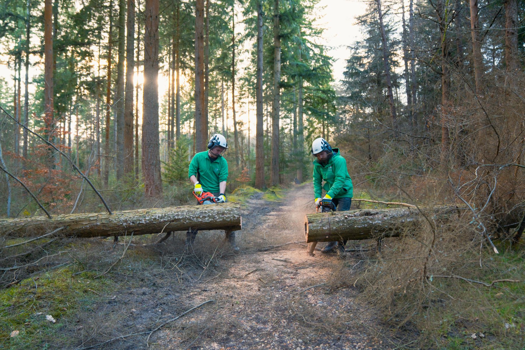 Two workers saw a log in half on a path. Sun shines through standing trees in the background.