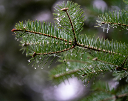 Precipitation projections