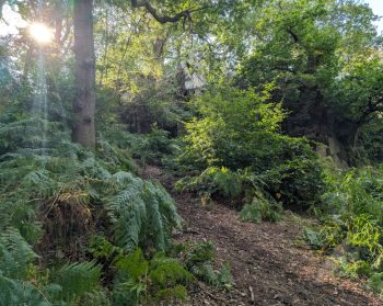 A photo of a biodiverse forest with sun shining in between leafy branches.
