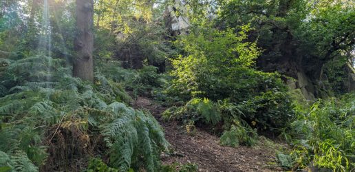 A photo of a biodiverse forest with sun shining in between leafy branches.