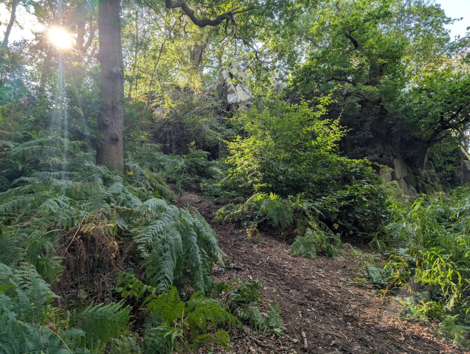 A photo of a biodiverse forest with sun shining in between leafy branches.