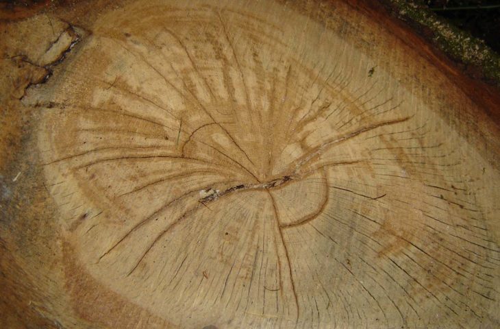 Oak shake