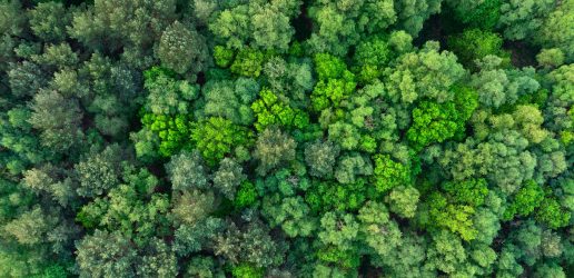 An aerial view of trees with leaves from directly above