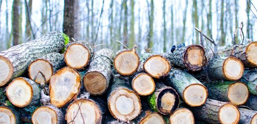 Logs stacked in forest