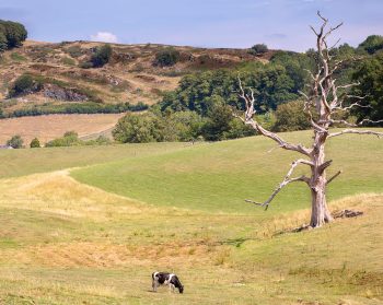 Cow on a pasture and a lonely dead tree in scenic English countryside in the Lake District, UK.