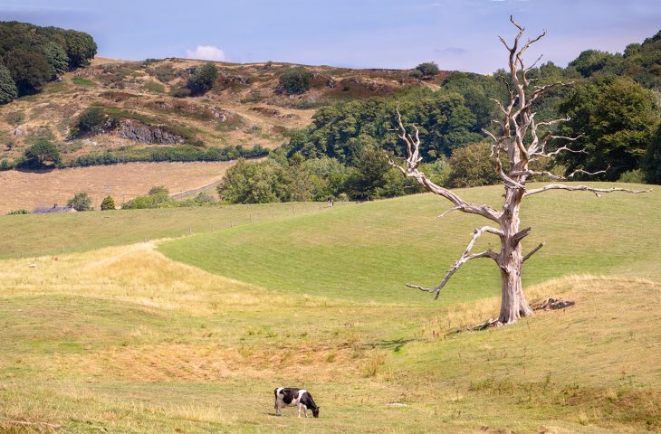 Cow on a pasture and a lonely dead tree in scenic English countryside in the Lake District, UK.