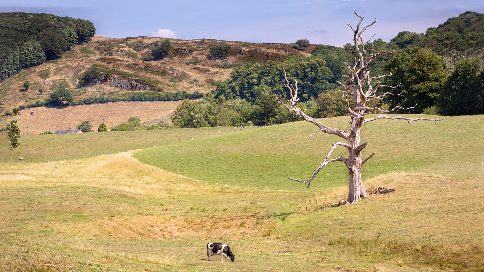 Cow on a pasture and a lonely dead tree in scenic English countryside in the Lake District, UK.