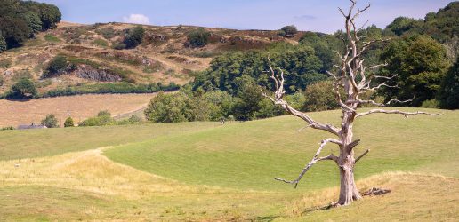 A lonely dead tree in scenic English countryside in the Lake District, UK.