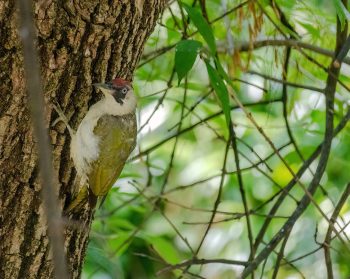 Close-up of European green woodpecker (Picus viridis) perching on tree