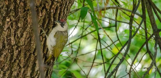 Close-up of European green woodpecker (Picus viridis) perching on tree