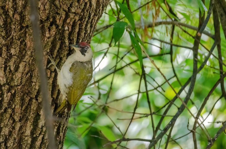 Close-up of European green woodpecker (Picus viridis) perching on tree