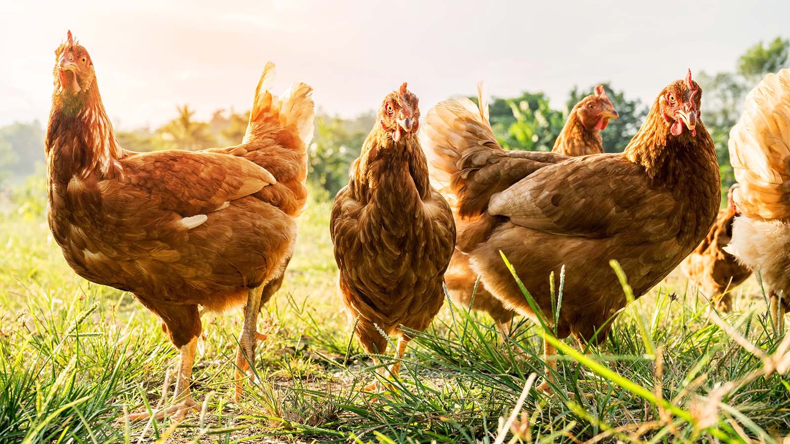 A flock of Organic Free Range wild Brown Chickens on a traditional poultry farm walking on a Grass field at sunset with background of a natural tree.